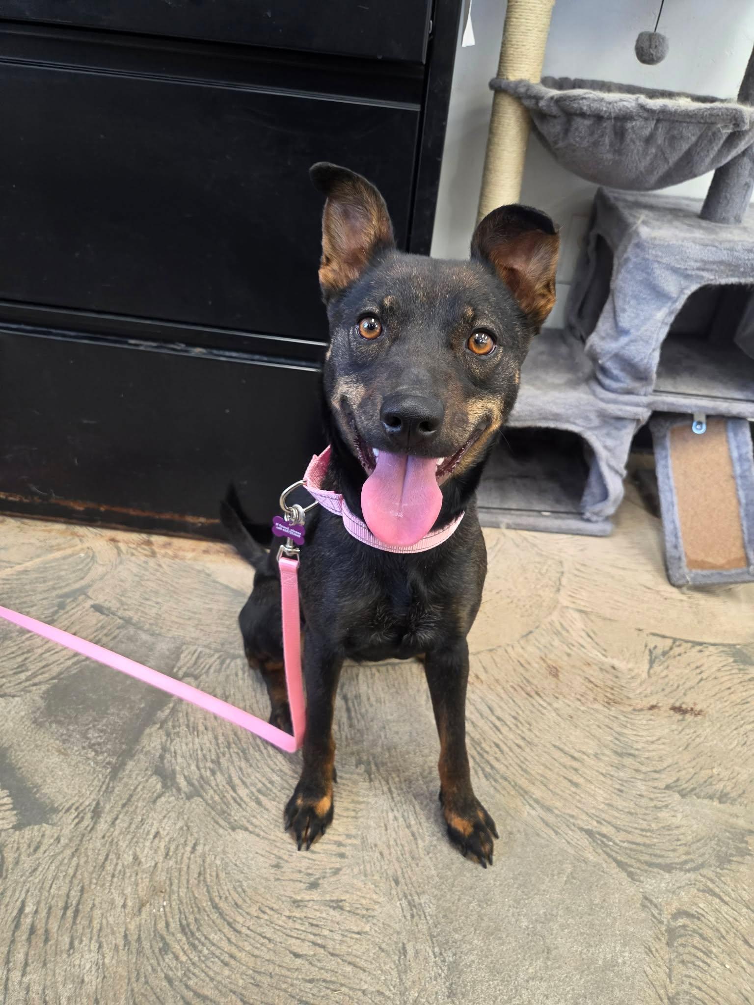 Bea, ADOPTABLE, Adult Female Mixed Breed.