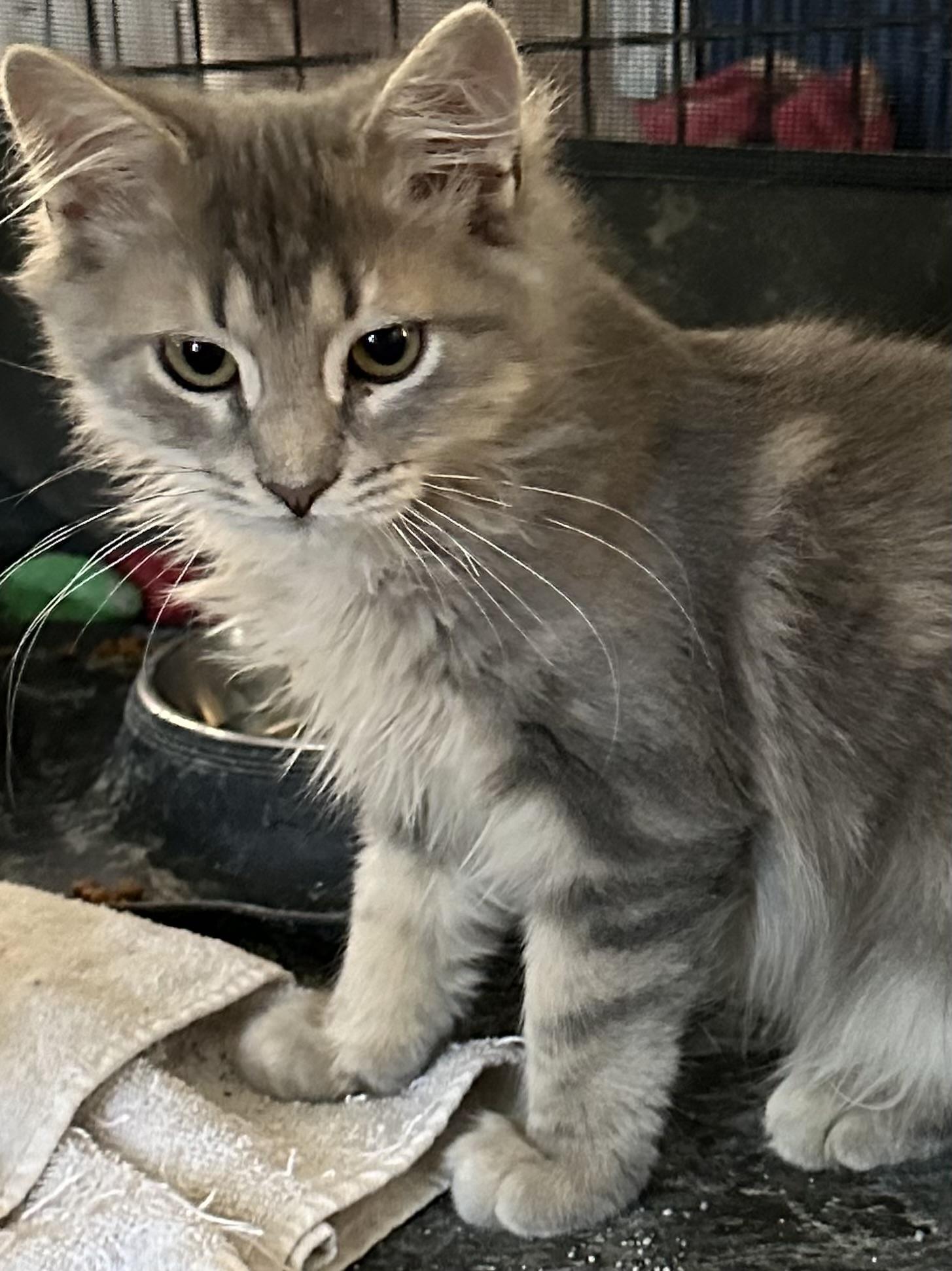 Biscuit (The BeeGees Litter), Adopted, Young Male Domestic Medium Hair.