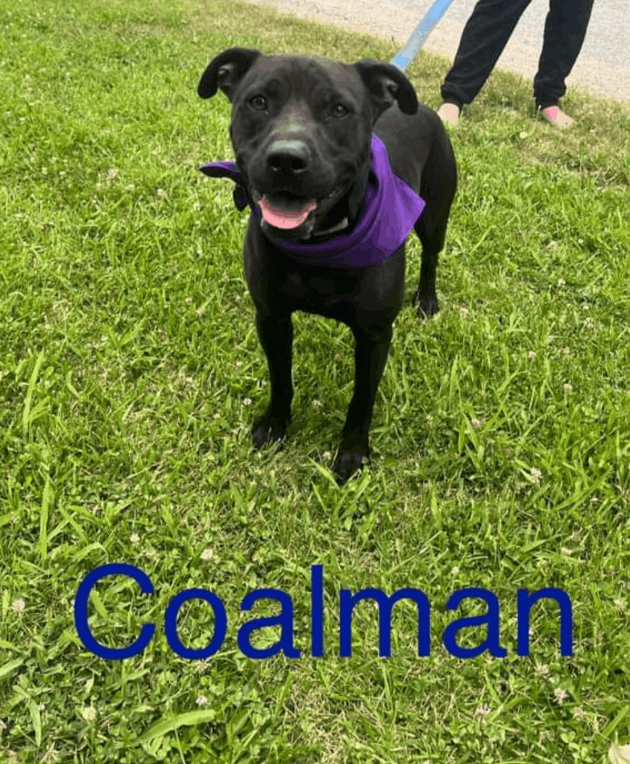 Coalman, a Adoptable mixed breed in Jasonville, IN image 1/2