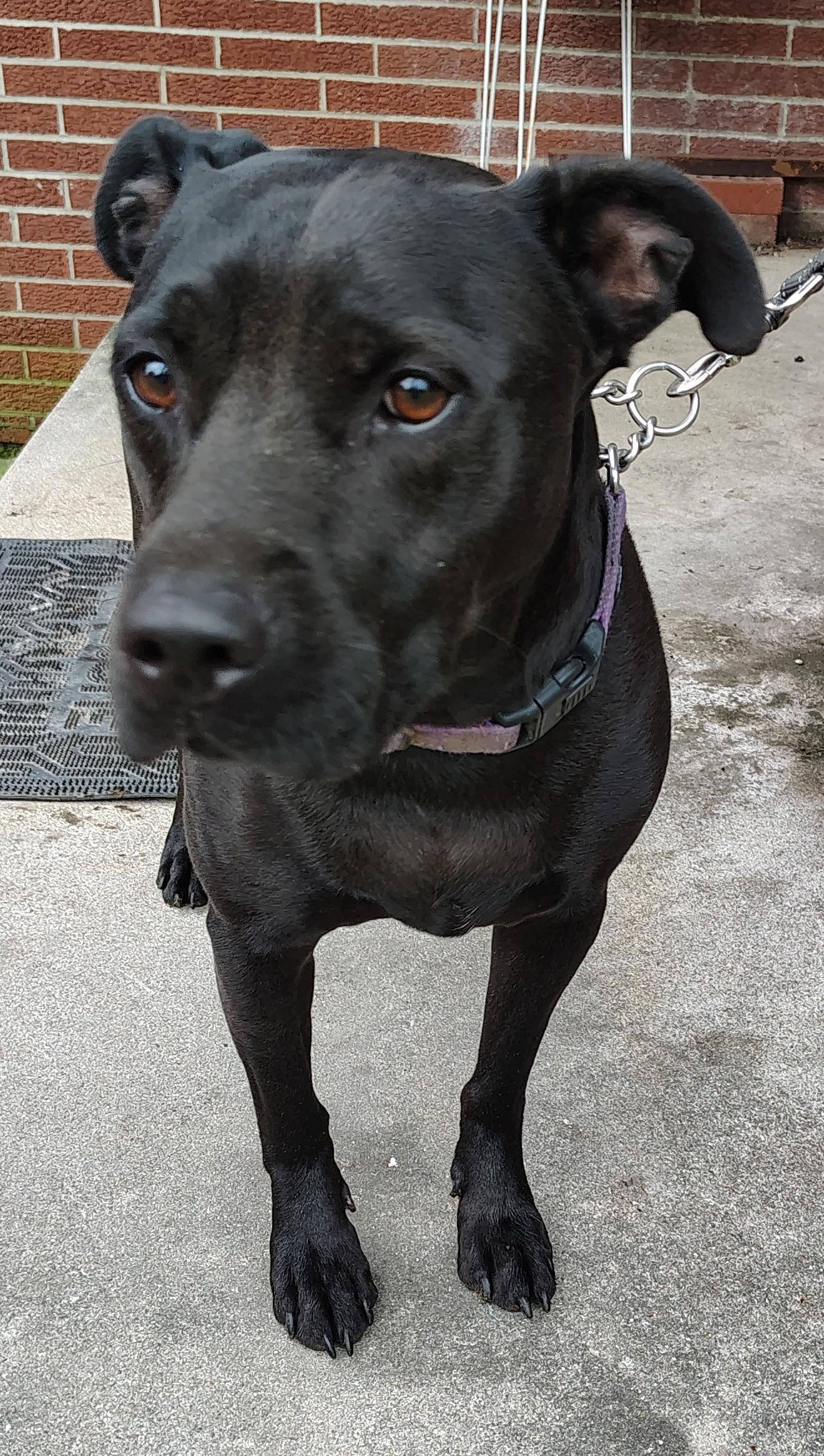 Coalman, a Adoptable mixed breed in Jasonville, IN image 2/2