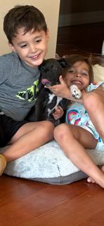 Lulu, Adoptable, Young Female Black Labrador Retriever.