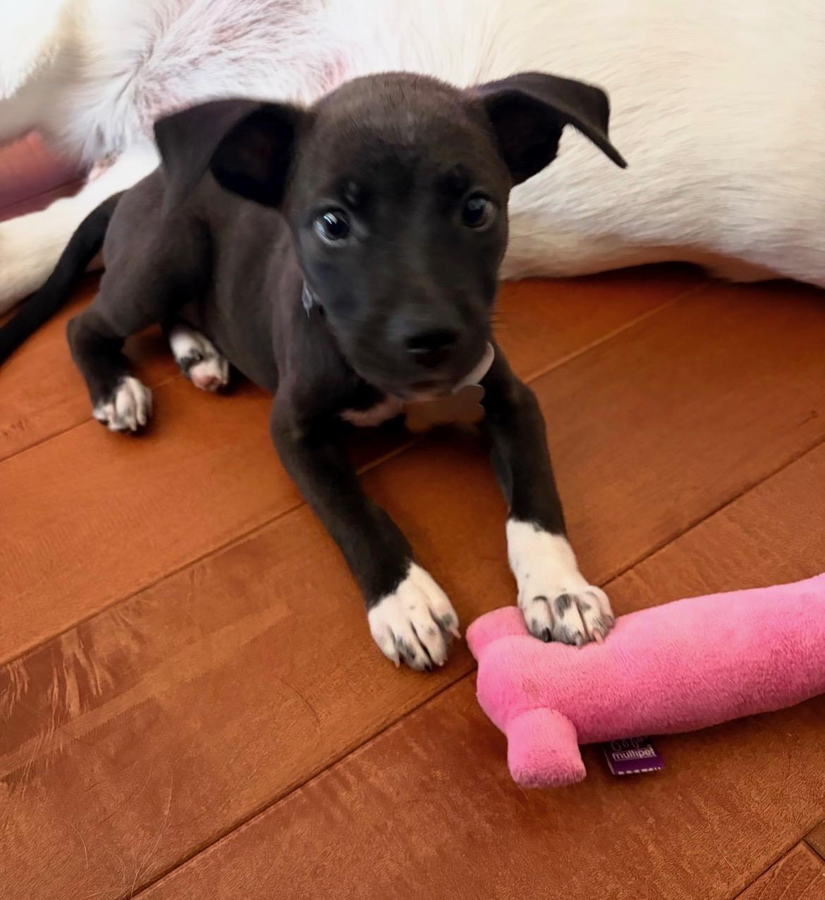Enlarge Lulu, a Adoptable mixed breed in Scottsdale, AZ image 2/3