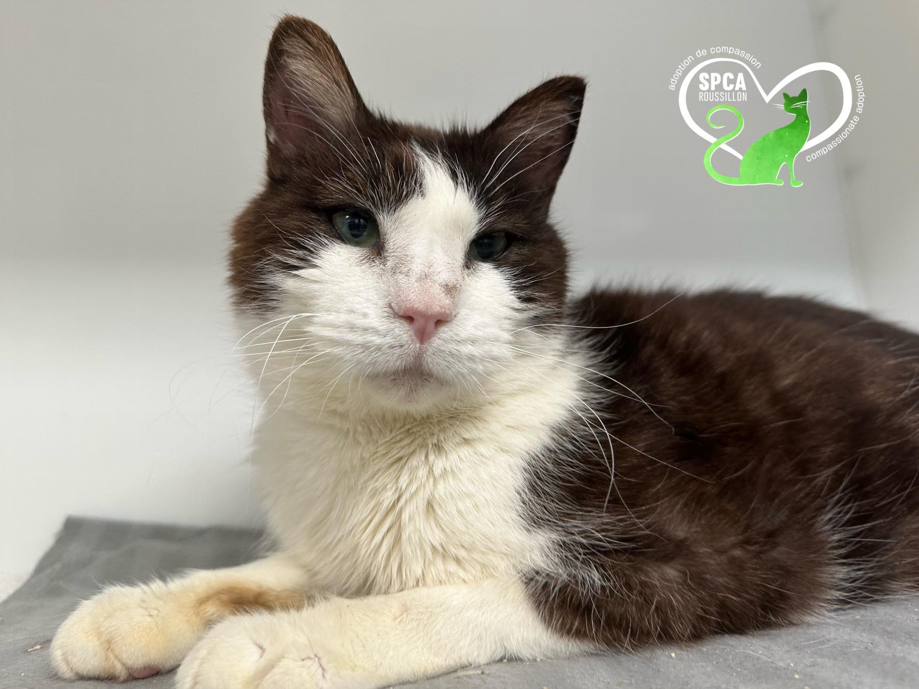 BILBO, an adopted Domestic Short Hair in Delson, QC_image-1