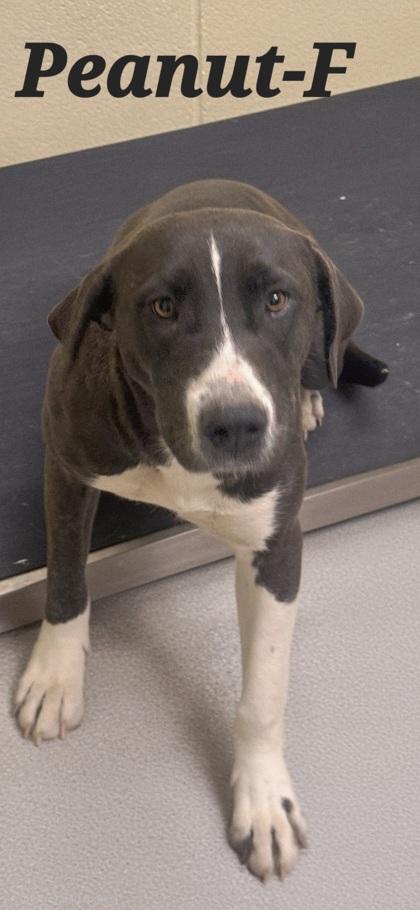 Enlarge Peanut, a Adoptable mixed breed in Guntersville, AL image 1/1