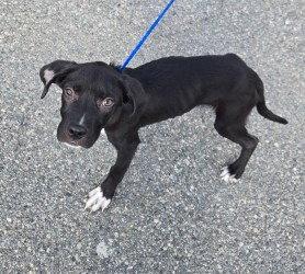 PR 52 Along for the Ride, Adoptable, Puppy Male Labrador Retriever & Terrier.