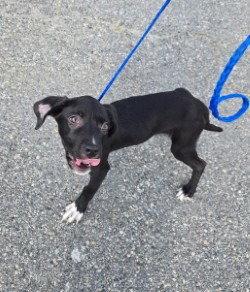 Enlarge PR 52 Along for the Ride, a Adoptable mixed breed in Glen Allen, VA image 2/3