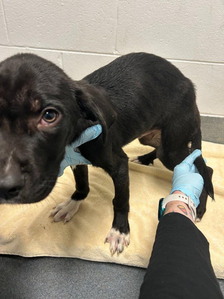 Enlarge PR 52 Along for the Ride, a Adoptable mixed breed in Glen Allen, VA image 3/3