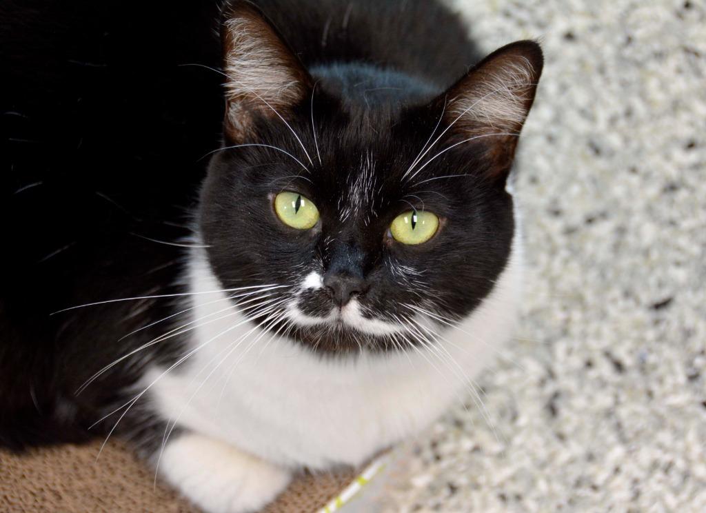 Enlarge DEXTER Cat, a Adoptable mixed breed in New Bern, NC image 1/4