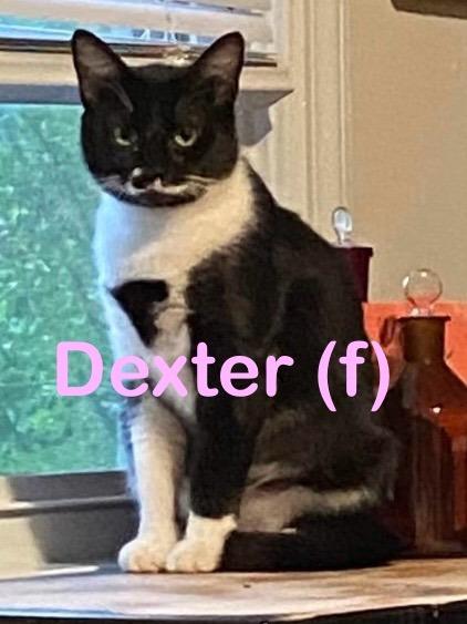 Enlarge DEXTER Cat, a Adoptable mixed breed in New Bern, NC image 2/4