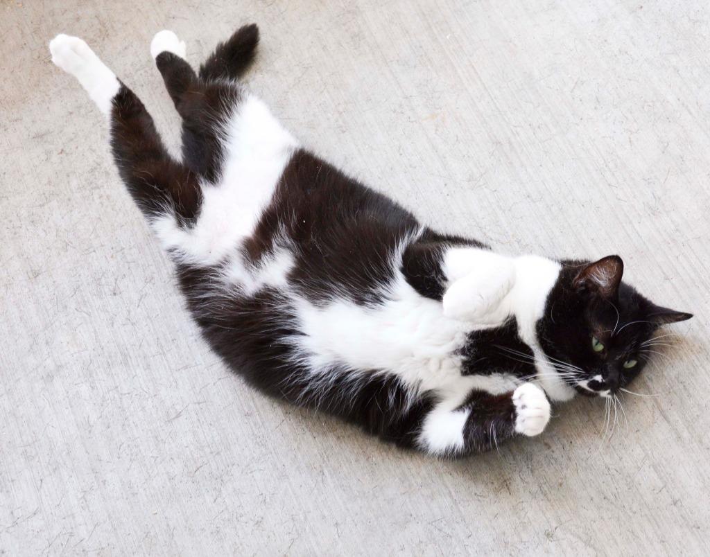 Enlarge DEXTER Cat, a Adoptable mixed breed in New Bern, NC image 3/4