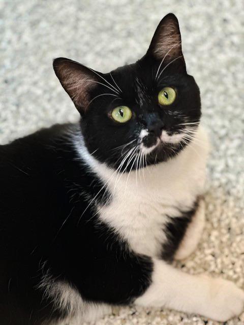 Enlarge DEXTER Cat, a Adoptable mixed breed in New Bern, NC image 4/4