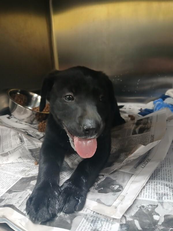 Buzz, Adoptable, Young Male Mixed Breed & Labrador Retriever.