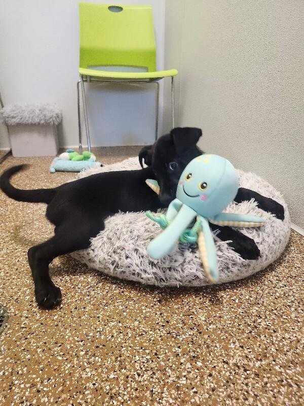 Buzz, a Adoptable mixed breed in Jackson, TN image 2/5