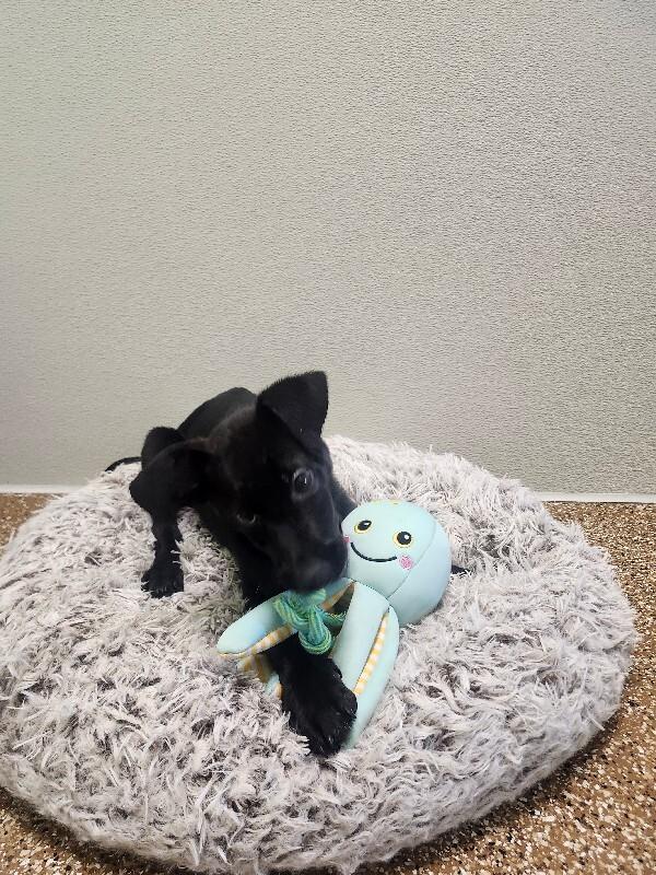 Buzz, a Adoptable mixed breed in Jackson, TN image 3/5