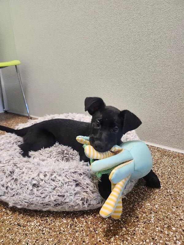 Buzz, a Adoptable mixed breed in Jackson, TN image 4/5