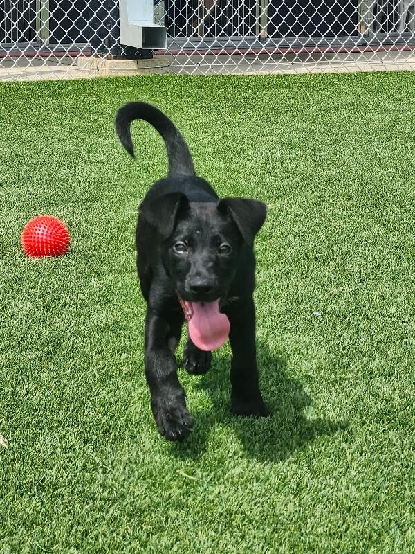 Buzz, a Adoptable mixed breed in Jackson, TN image 5/5
