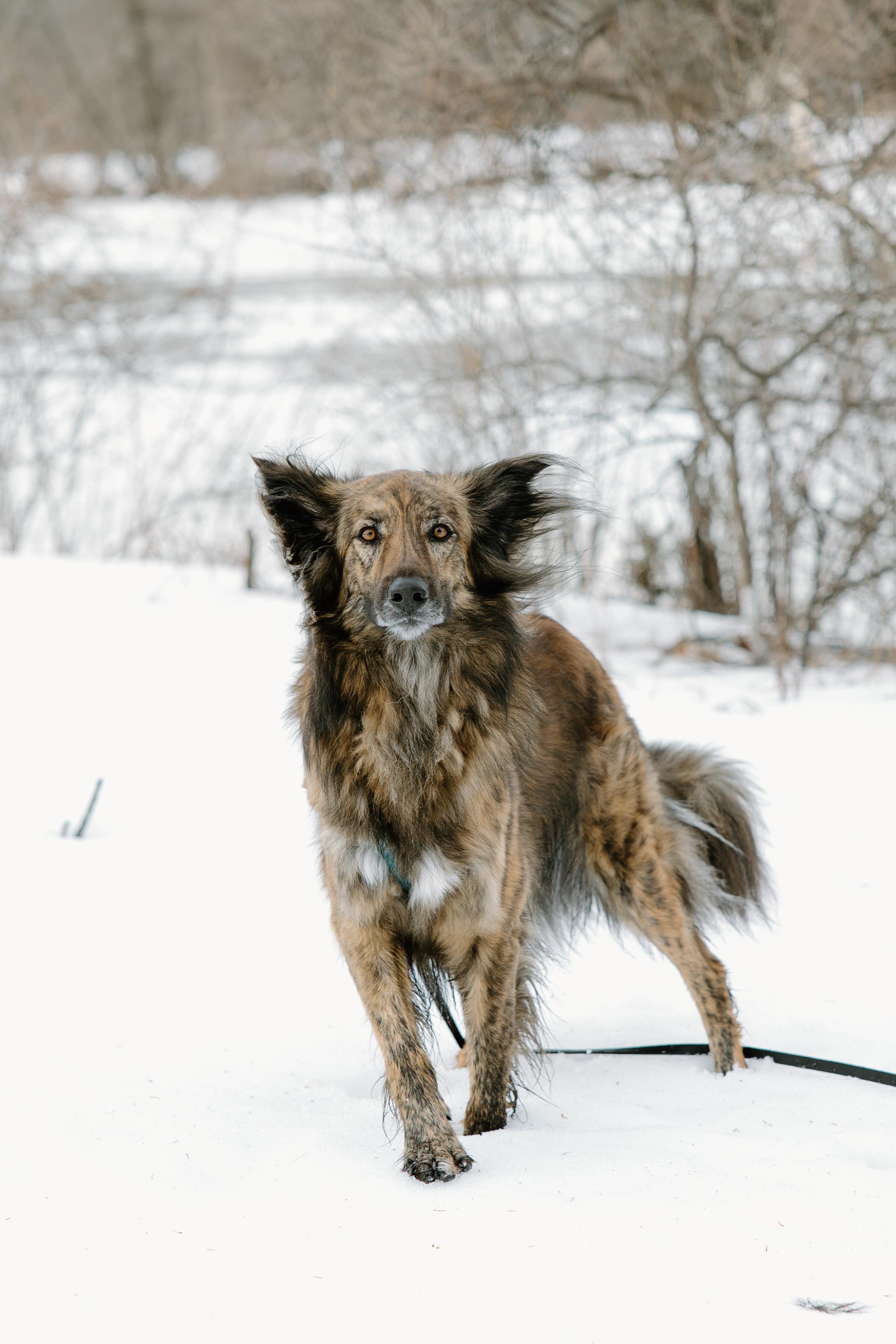Enlarge Cosmo, a Adoptable mixed breed in Mississauga, ON image 4/5