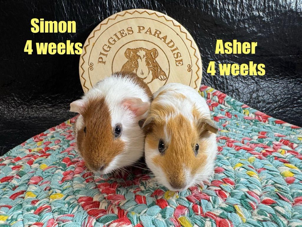 Simon & Asher, Adopted, Baby Male Short-Haired.