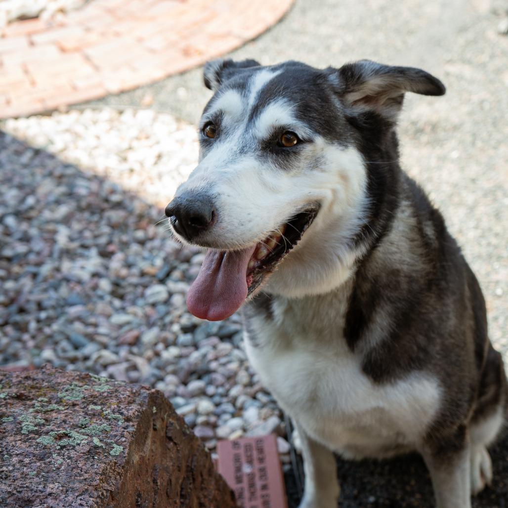 Sky, Adoptable, Senior Female Husky.