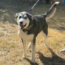 Sky, a Adoptable Husky in Cheyenne, WY image 2/5