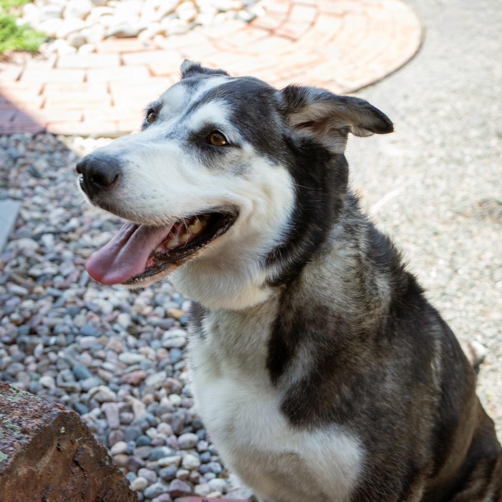 Sky, a Adoptable Husky in Cheyenne, WY image 3/5