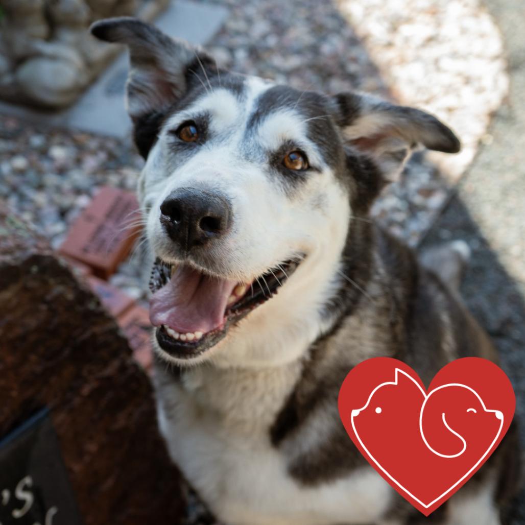 Sky, a Adoptable Husky in Cheyenne, WY image 4/5