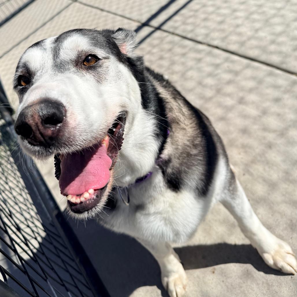 Sky, a Adoptable Husky in Cheyenne, WY image 5/5