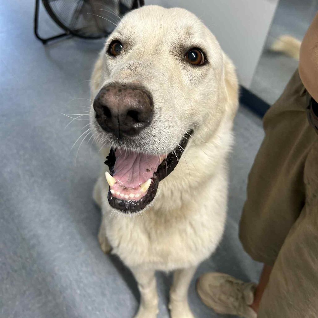 Bow, a Adoptable Great Pyrenees in Richmond, VA image 1/6