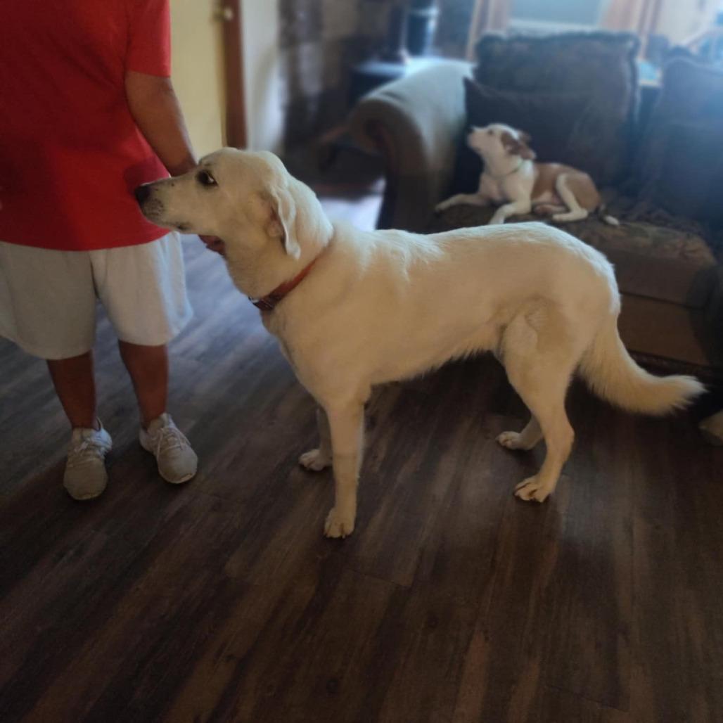 Bow, a Adoptable Great Pyrenees in Richmond, VA image 2/6