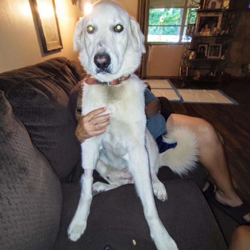 Bow, a Adoptable Great Pyrenees in Richmond, VA image 4/6