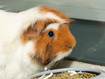Enlarge Bubba, a Adoptable mixed breed in Longmont, CO image 1/2