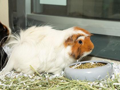 Enlarge Bubba, a Adoptable mixed breed in Longmont, CO image 2/2