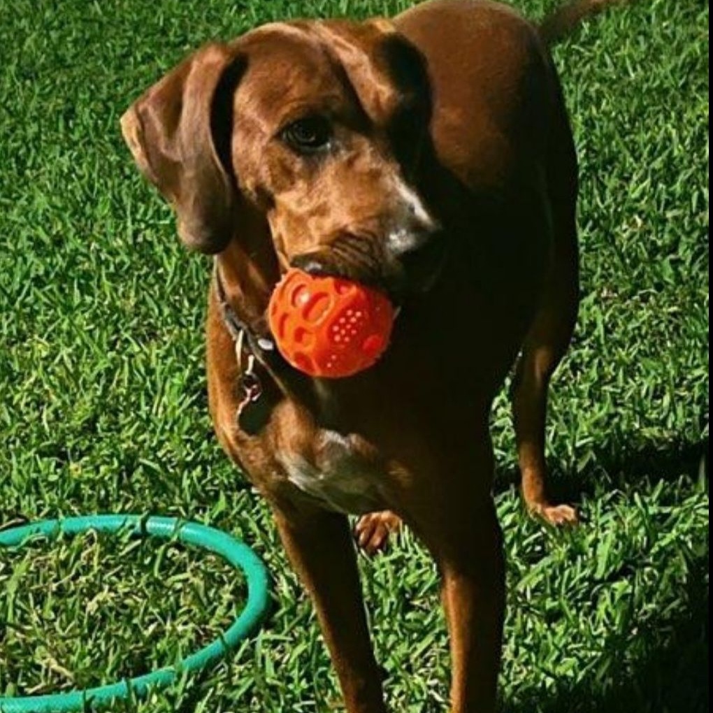 Enlarge Valerie, a Adoptable Redbone Coonhound in Weston, FL image 1/4