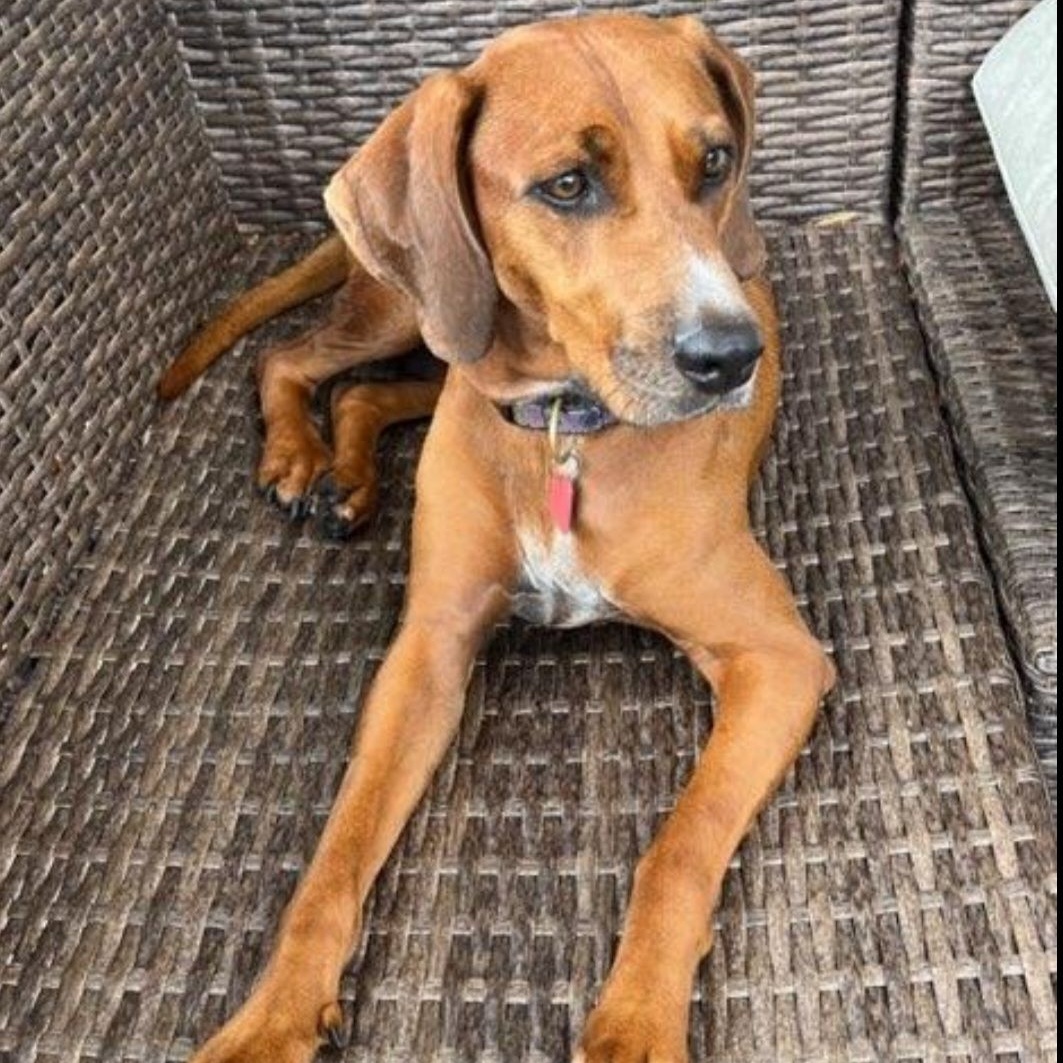 Enlarge Valerie, a Adoptable Redbone Coonhound in Weston, FL image 2/4