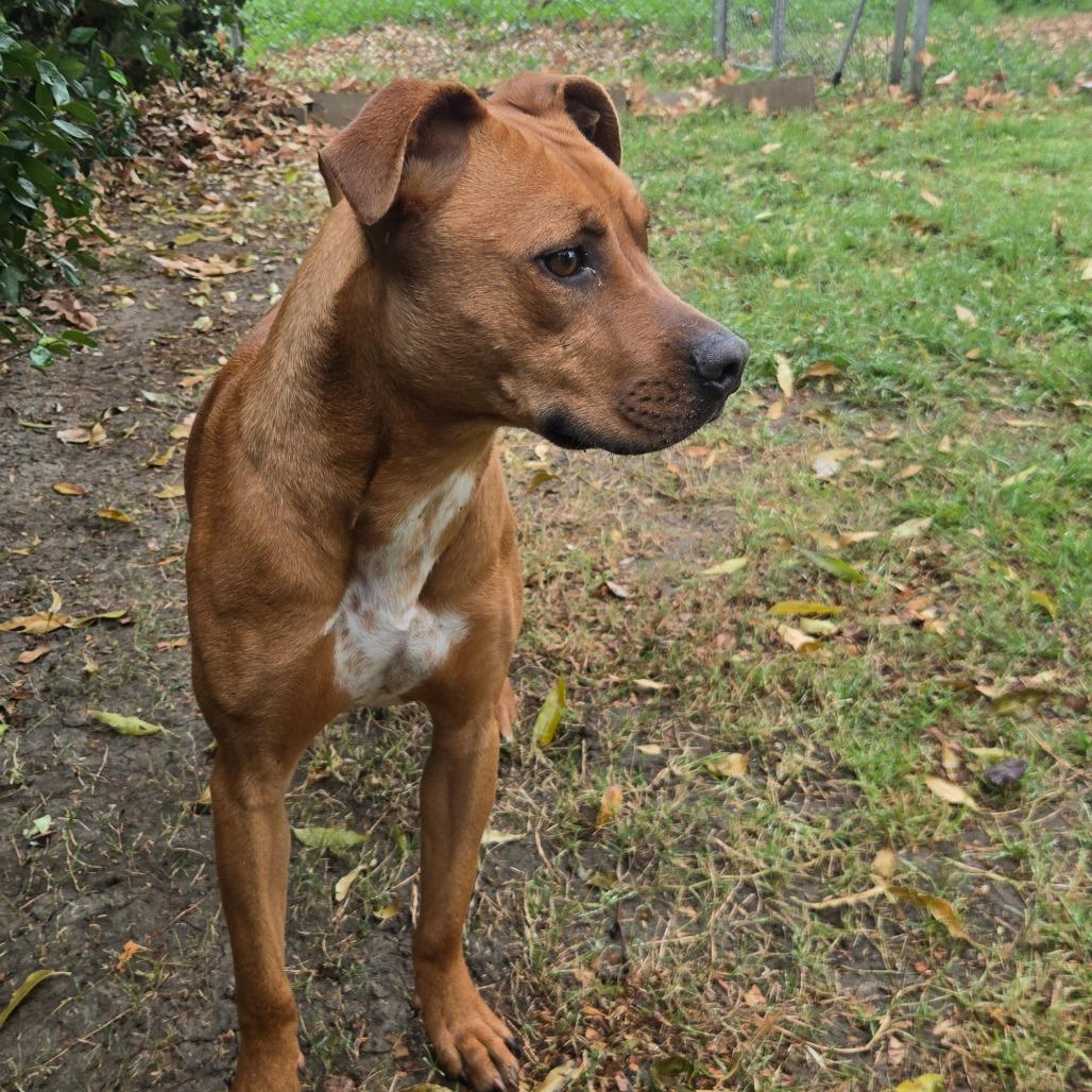Ivory, Adoptable, Adult Female Labrador Retriever & Pit Bull Terrier.