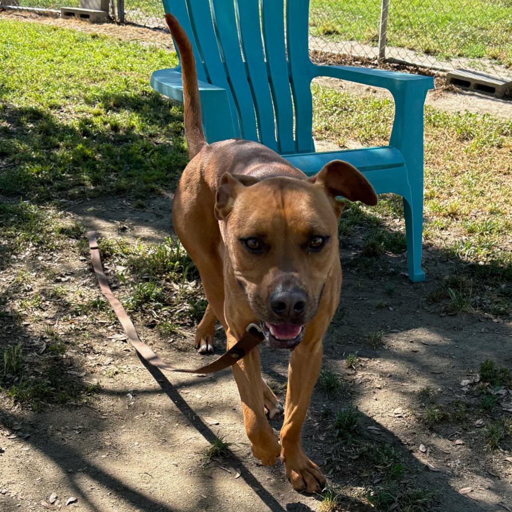Enlarge Ivory, a Adoptable mixed breed in San Jacinto, CA image 2/6