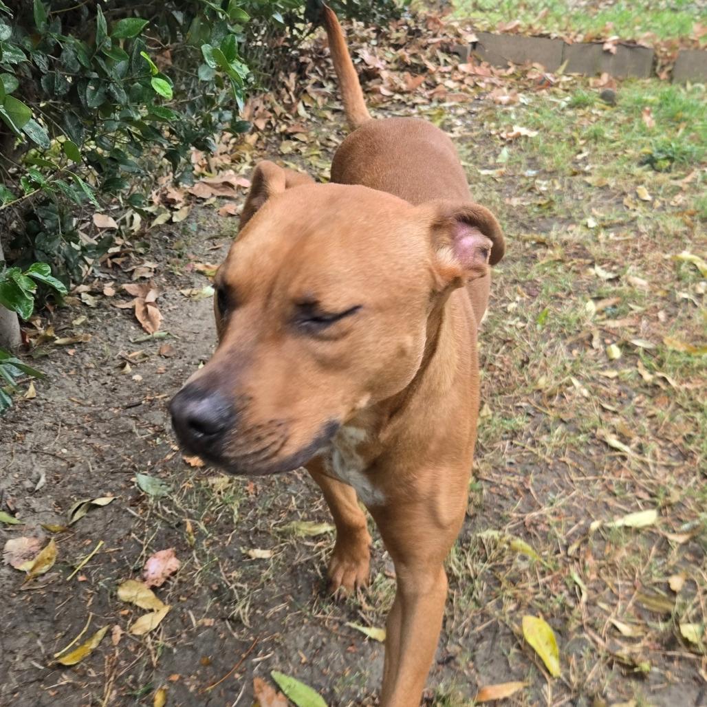 Enlarge Ivory, a Adoptable mixed breed in San Jacinto, CA image 3/6