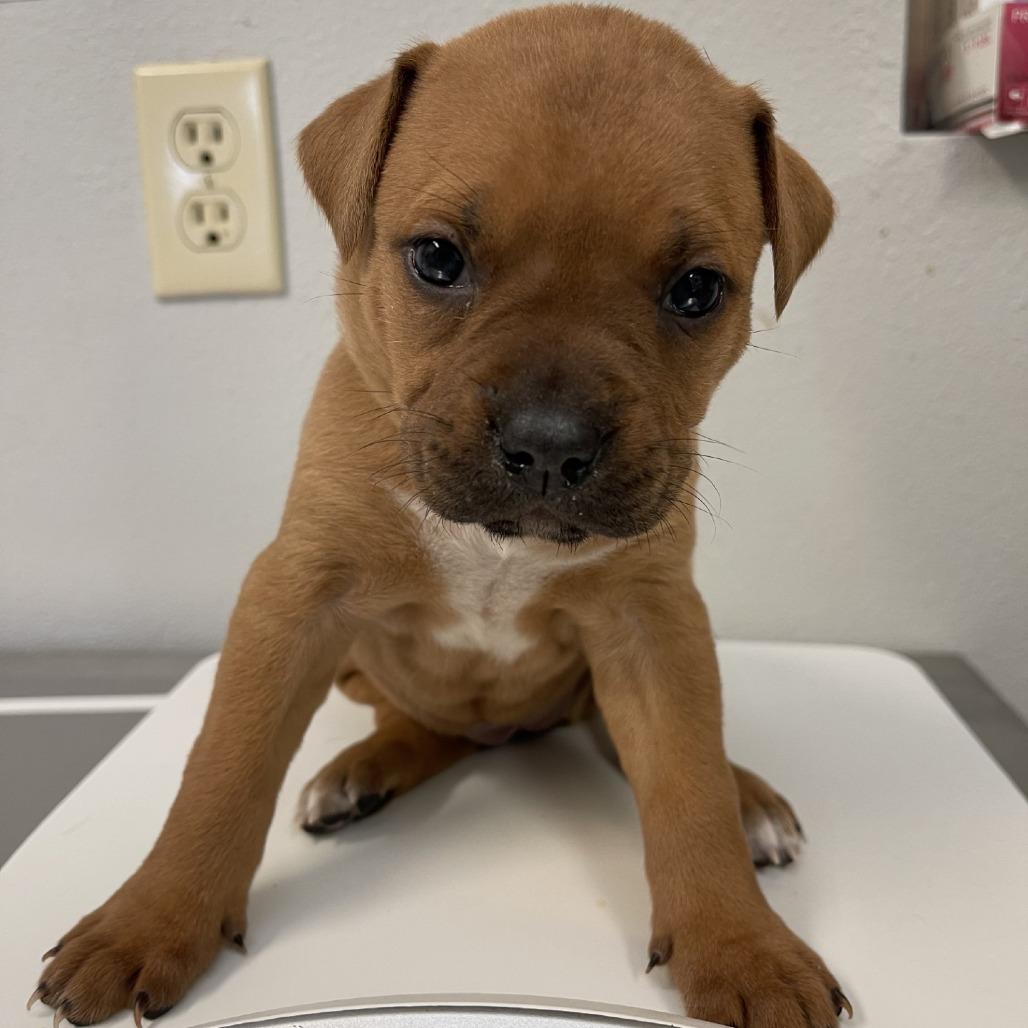 Enlarge Ivory, a Adoptable mixed breed in San Jacinto, CA image 4/6