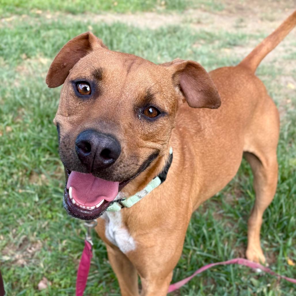 Enlarge Ivory, a Adoptable mixed breed in San Jacinto, CA image 5/6