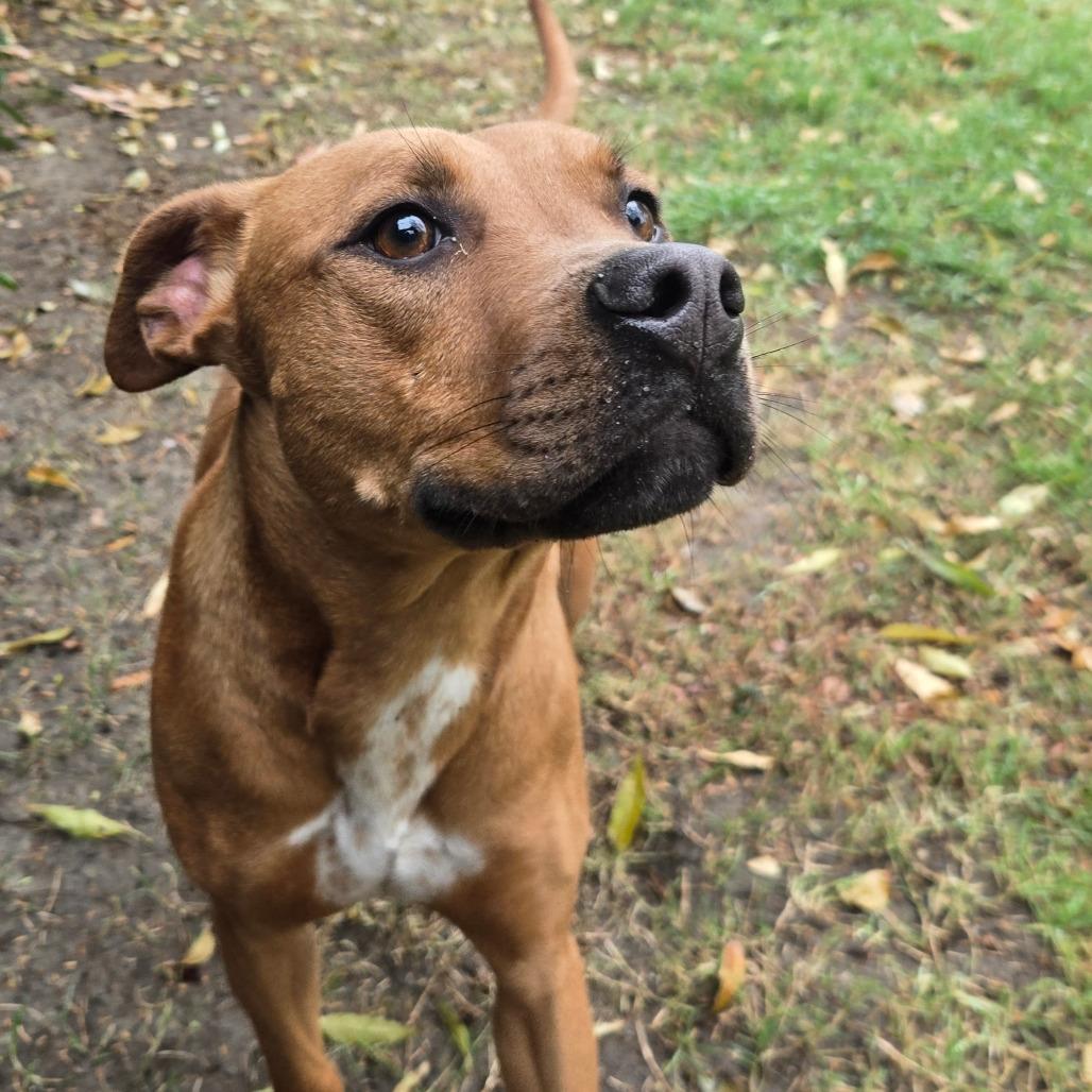 Enlarge Ivory, a Adoptable mixed breed in San Jacinto, CA image 6/6