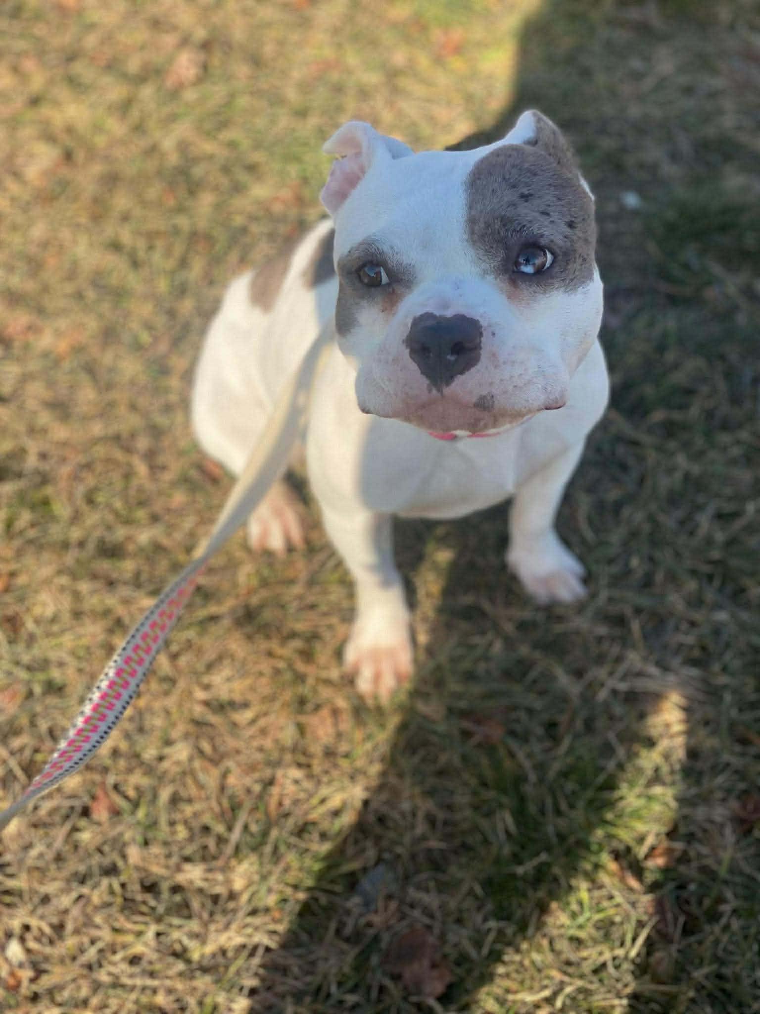 Amy, Adoptable, Young Female American Staffordshire Terrier.