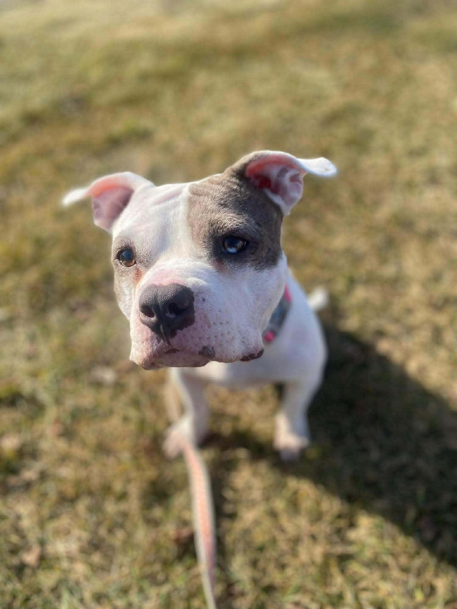 Amy, a Adoptable American Staffordshire Terrier in Lincoln Park, NJ image 2/6