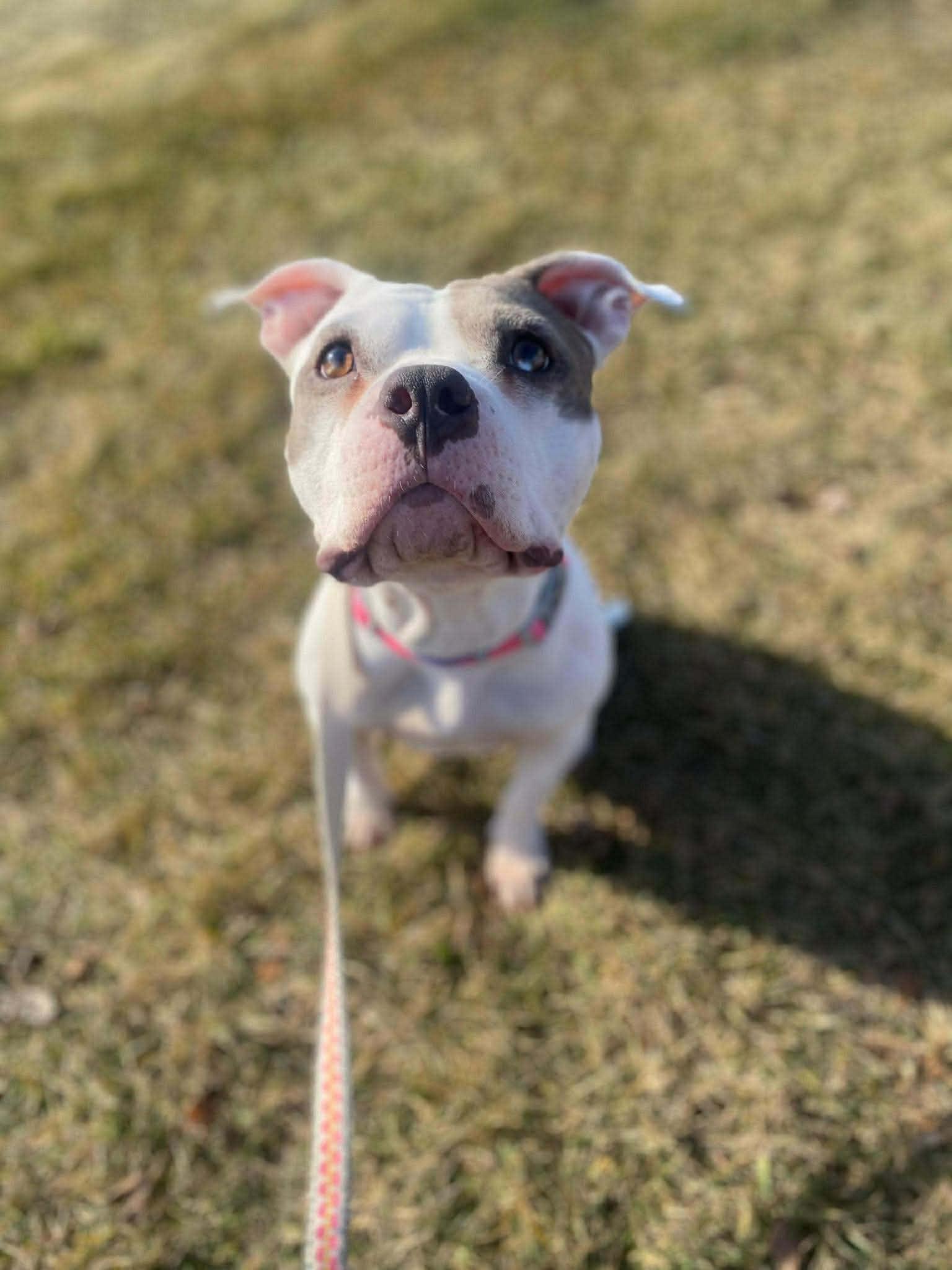 Amy, a Adoptable American Staffordshire Terrier in Lincoln Park, NJ image 6/6