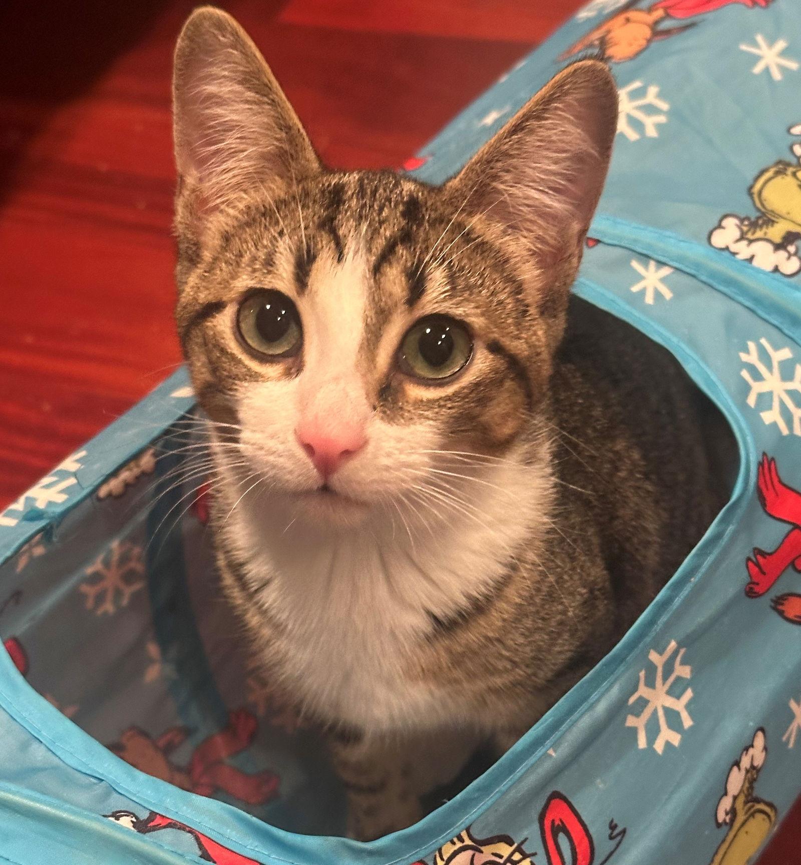 Tory, Adopted, Kitten Female Tabby.