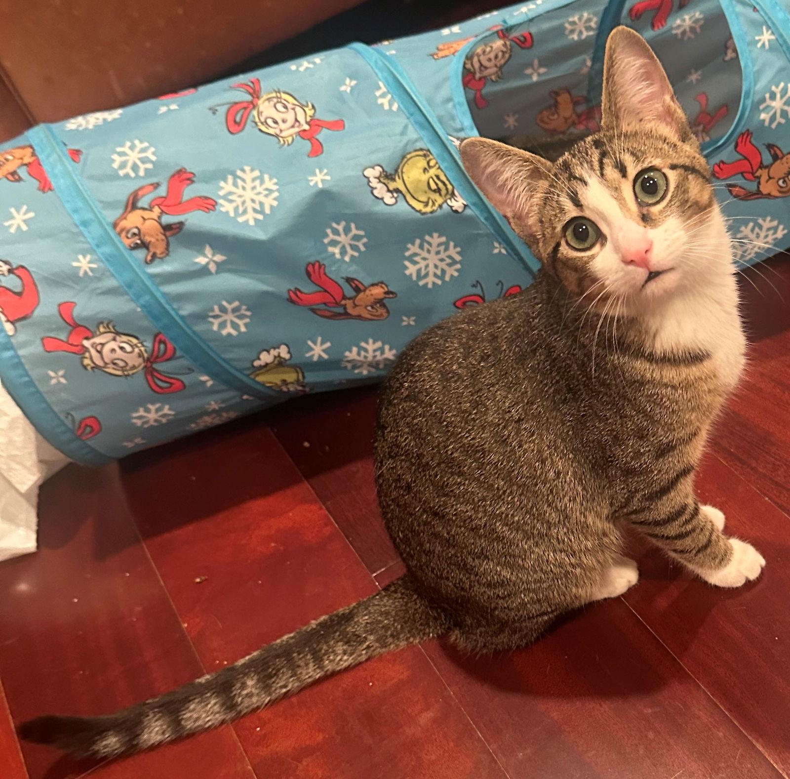 Enlarge Tory, a Adopted Tabby in Palo Alto, CA image 2/2