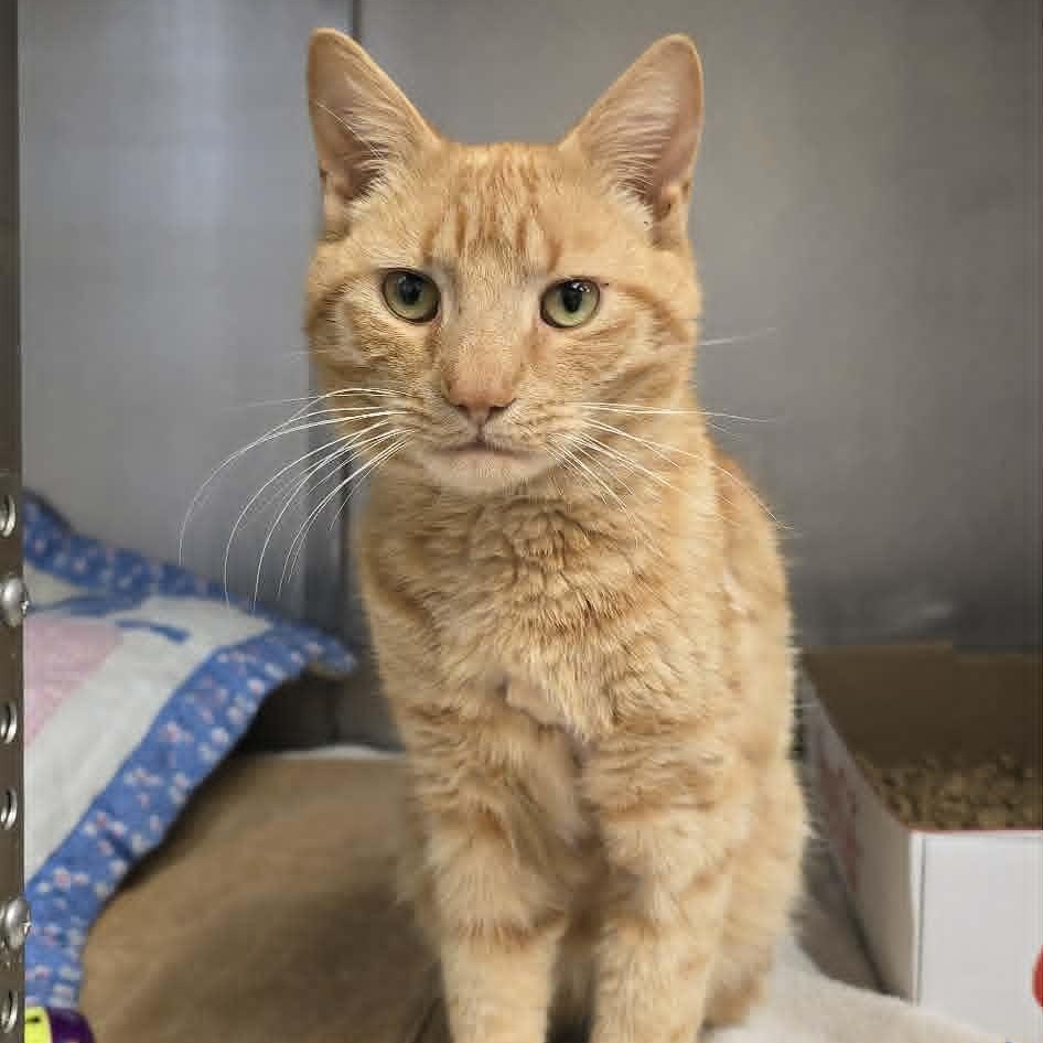 Enlarge Palmer, an adopted Domestic Short Hair in Orange, VA image 2/2