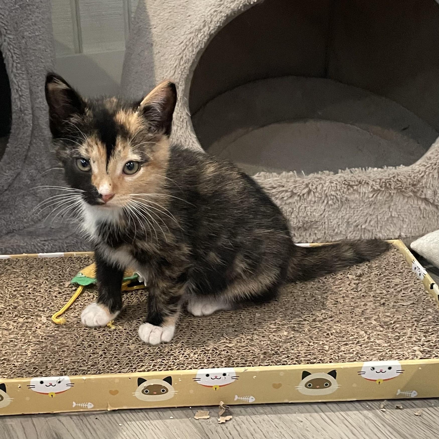 Enlarge Olivia, a Adopted mixed breed in Tifton, GA image 1/1