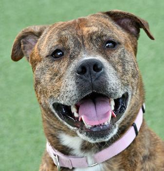 Weasel, a Adoptable Mixed Breed in Cleveland, OH image 1/3