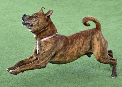 Weasel, a Adoptable Mixed Breed in Cleveland, OH image 2/3