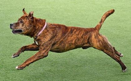 Weasel, a Adoptable Mixed Breed in Cleveland, OH image 3/3